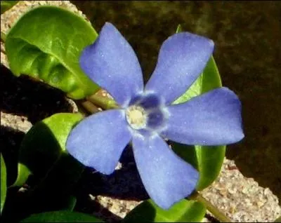 Quel est le nom de cette fleur ?