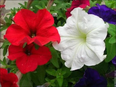 Quel est le nom de cette fleur ?