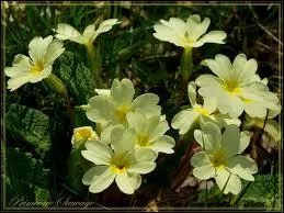 Quel est le nom de cette fleur ?