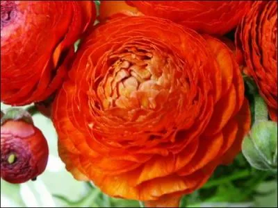 Quel est le nom de cette fleur ?