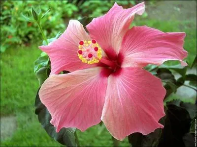 Quel est le nom de cette fleur ?