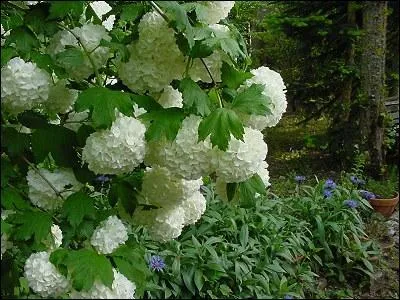 Quel est le nom de cette fleur ?