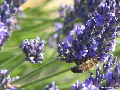 Quel est le nom de cette fleur ?