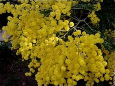 Quel est le nom de cette fleur ?