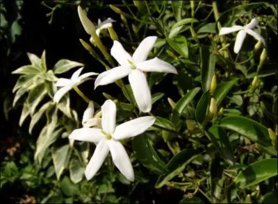 Quel est le nom de cette fleur ?