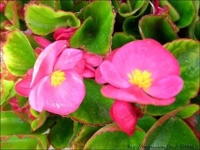 Quel est le nom de cette fleur ?