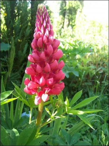 Quel est le nom de cette fleur ?