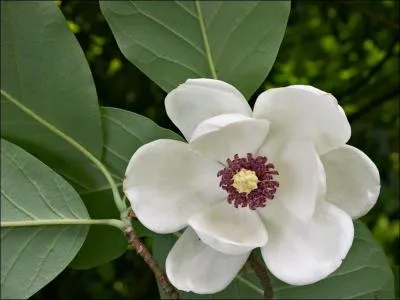 Quel est le nom de cette fleur ?