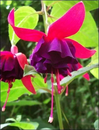 Quel est le nom de cette fleur ?