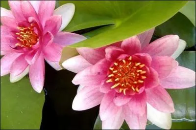 Quel est le nom de cette fleur ?