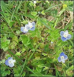 Quel est le nom de cette fleur ?