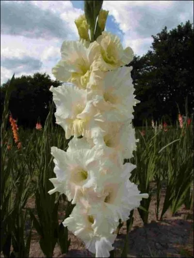 Quel est le nom de cette fleur ?