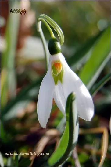 Quel est le nom de cette fleur ?