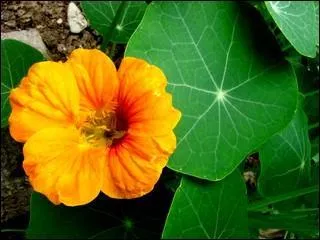 Quel est le nom de cette fleur ?