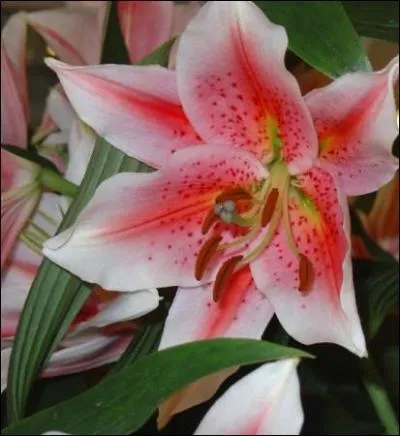 Quel est le nom de cette fleur ?