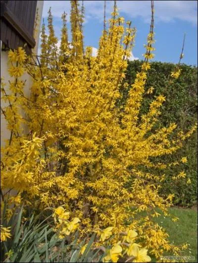 Quel est le nom de cette fleur ?