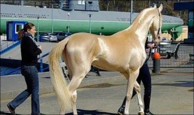 Qui a dit : Les chevaux sont tous des ongulés, mais ce n'est pas une raison pour les prendre pour des cons ?