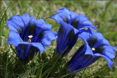 Que sont ces fleurs au bleu Outremer qui embellissent les montagnes au printemps ?