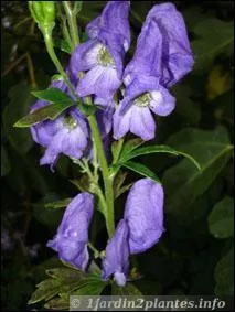 Reconnaissez-vous celles-ci qui, bien que toxiques, sont ravissantes ?