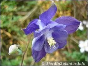 Comment se nomme cette fleur très décorative ?