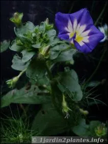 On agrandit la photo pour découvrir cette fleur bleue qui fleurira vos jardinières ...