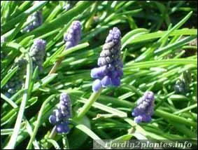 Quel est le nom de cette fleur ?