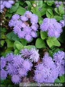 Comment se nomme cette fleur originaire du Mexique ?