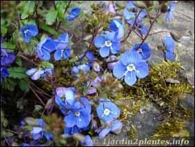 Cette fleur pousse dans la rocaille :