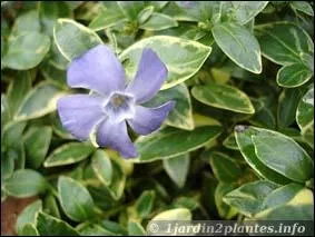 Quel est le nom de cette fleur ?