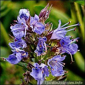 Jolie fleur qui s'appelle ...