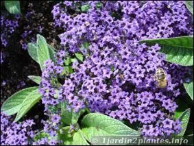 Trouvez le nom de celle-ci :