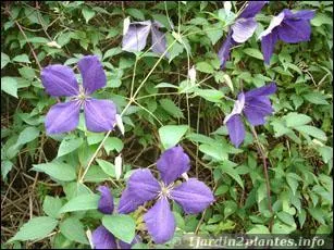 Que sont ces fleurs qui pourront grimper le long de votre mur ?