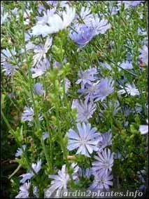 Retrouvez le nom de ces fleurs :