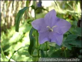Quelle est cette fleur dont la corole s'ouvre en cloche ?
