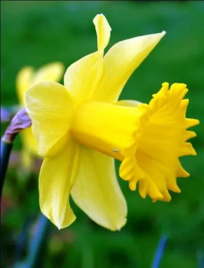 Quel est le nom de cette fleur qui pousse au printemps ?