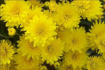 Reconnaissez-vous celles-ci ?