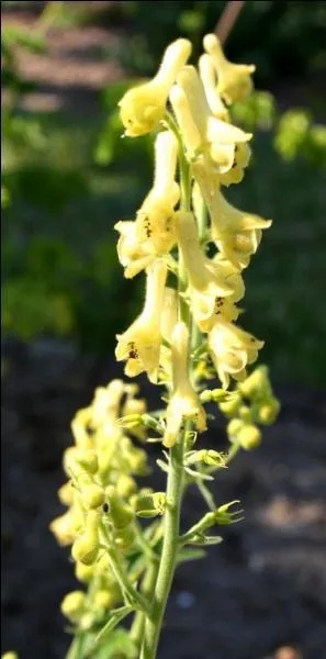 Quelle est cette fleur toxique de nos montagnes ?