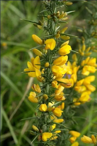 Que sont ces fleurs ?