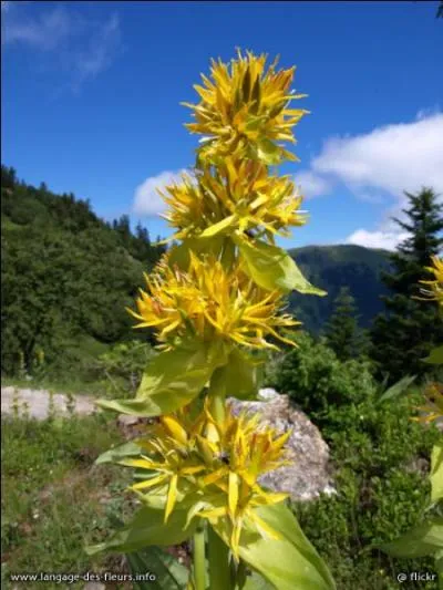 Comment se nomme cette fleur ?