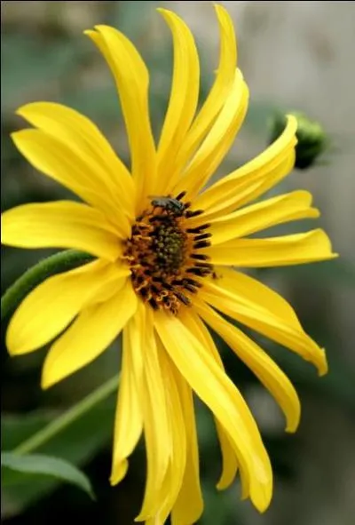 De la famille des Astéracées, elle se nomme Hélianthe, et celle-ci est la fleur ...