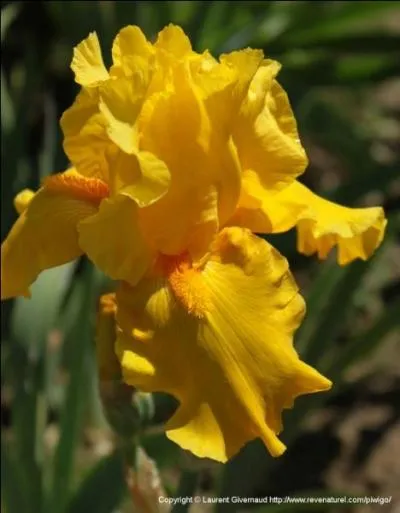 Magnifique et peu commune, cette fleur se nomme :