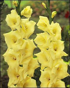 Quiz Fleurs