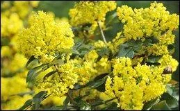 Comment se nomme cet arbuste dont les fleurs ensoleilleront votre jardin en hiver puisqu'elles fleurissent d'octobre à avril ?