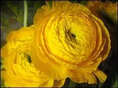 Que sont ces fleurs ?