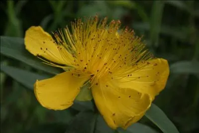 Quelle est cette fleur qui illumine nos montagnes ?