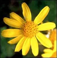 Quel est le nom de cette fleur que l'on rencontre également en montagne ?