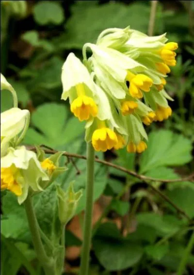 De la famille des primevères quel est le nom de cette fleur qui embellit les prairies au printemps ?