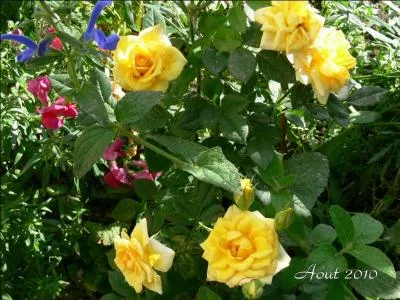 Reconnaissez-vous ces fleurs ?