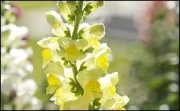 Quelle est cette fleur ?