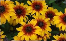 Donnez moi le nom de celles-ci, originaires du Mexique ou du Canada, utilisées pour fleurir les plates-bandes :